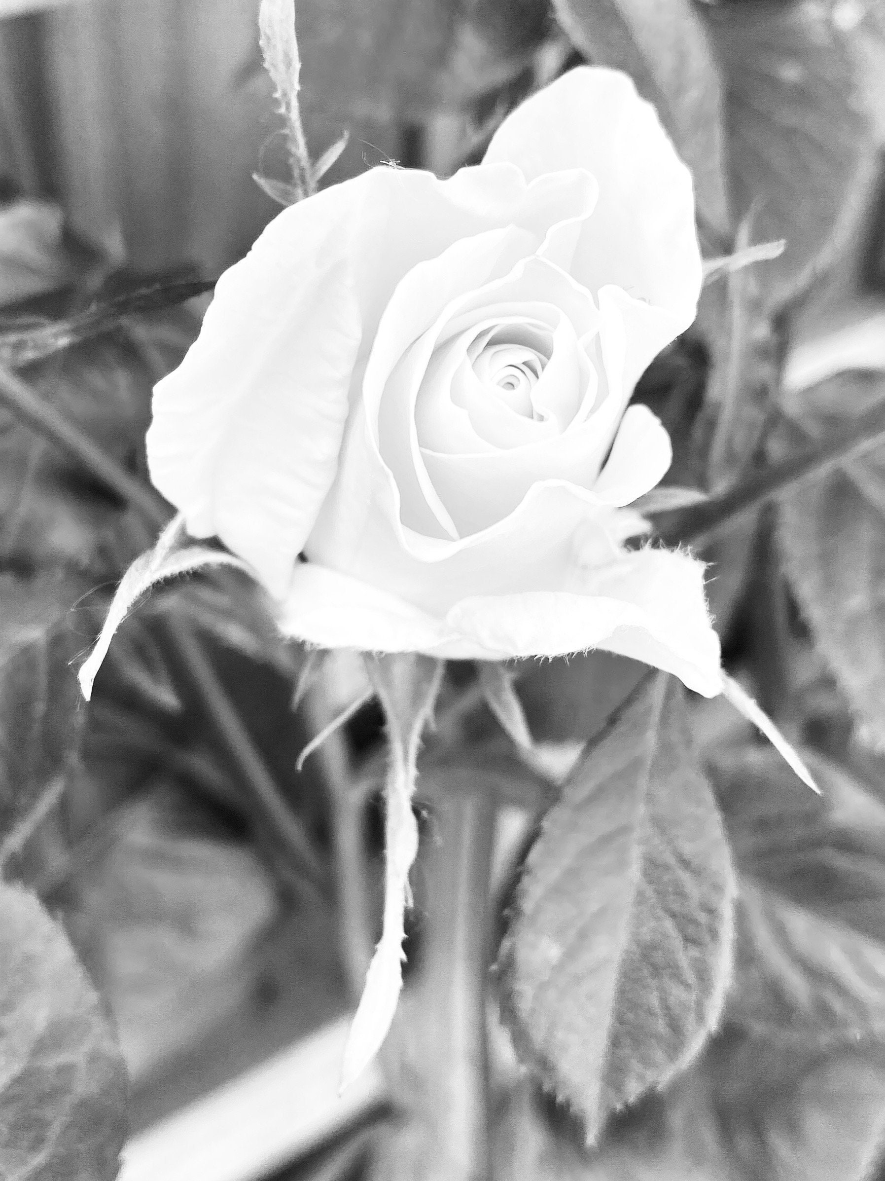 Printable Black and White Flower Photo Art, Printable Flower Photo ...
