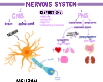 Handwritten Nursing Renal Lab Values Study Guide | 1 Page Digital ...