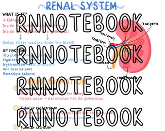 Handwritten Nursing Nervous System Study Guide | 1 Page Digital ...