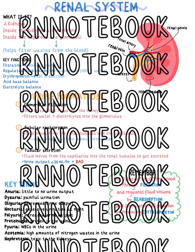 Handwritten Nursing Renal System Study Guide | 1 Page Digital Download ...