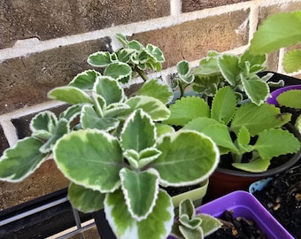 2 Varigated Cuban Oregano Starter Plants in  3 inch pot- Plectranthus amboinicus (USA Grown)