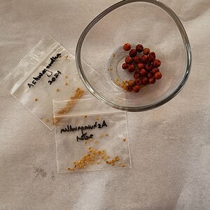 Seeds of Ashwagandha