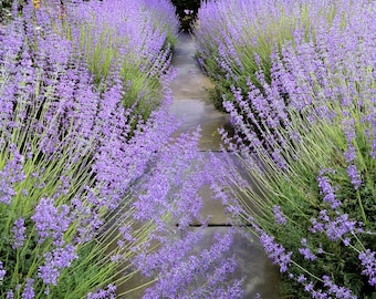 Freshly Harvested Russian Sage - 30 Seeds (USA grown)