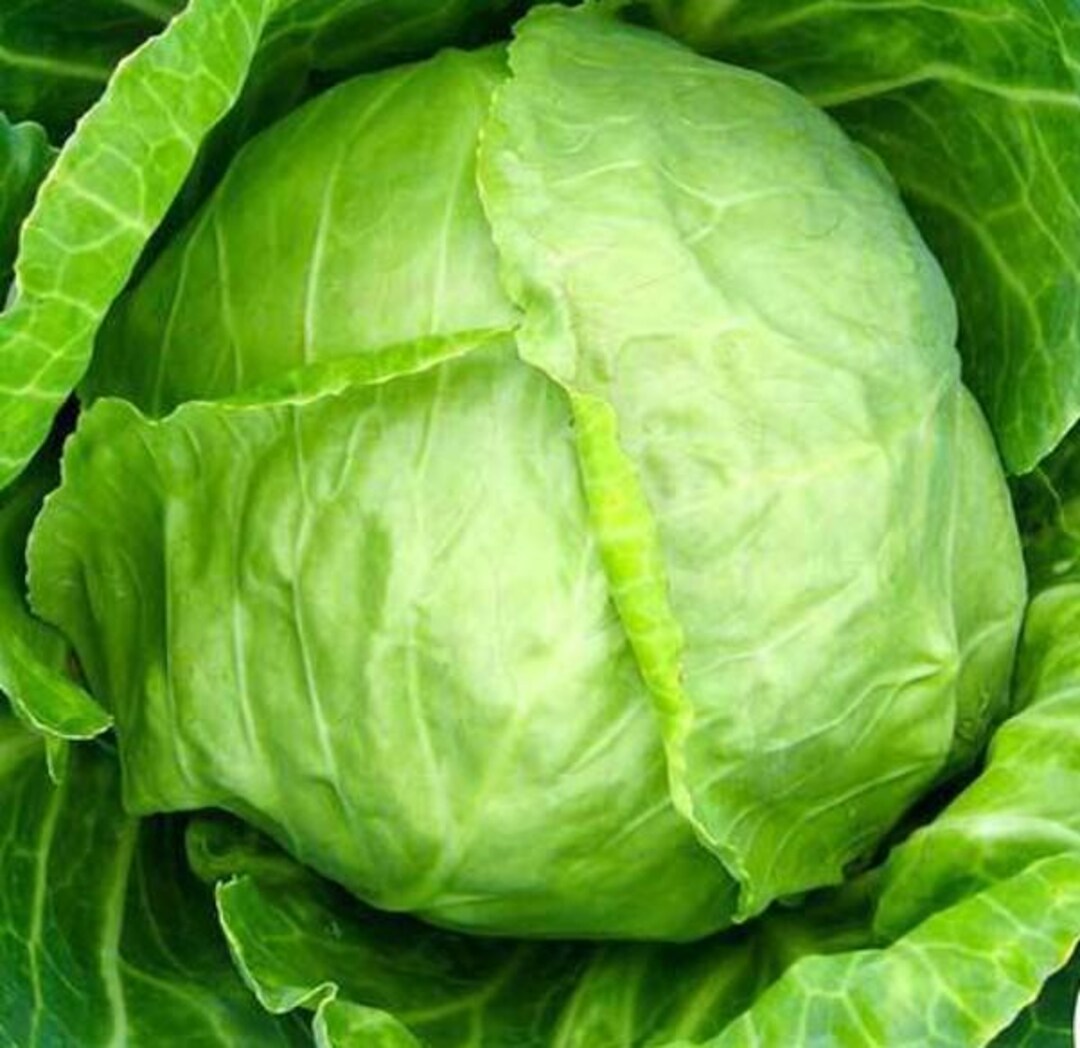 Cabbage Each Cabbage Seed Mix- 4 Varieties (100+ Seeds of Each) - Etsy