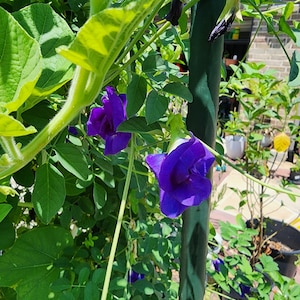 May include: Close-up of vibrant purple butterfly pea flowers in full bloom, set against a backdrop of lush green foliage. The flowers are the focal point, with their intricate petal structure and rich color. The image captures the beauty of nature.