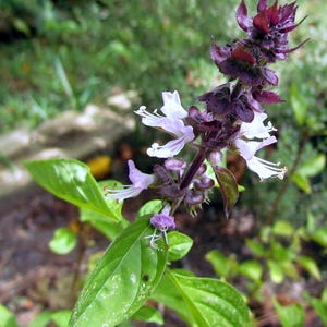 Cinnamon Basil Seeds- 100