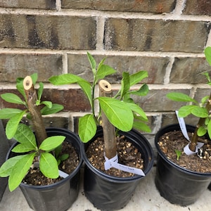 May include: Three small potted plants with green leaves and brown stems. The plants are in black plastic pots, set against a brick wall. Each plant has a white tag attached. The plants appear to be recently cut and planted.
