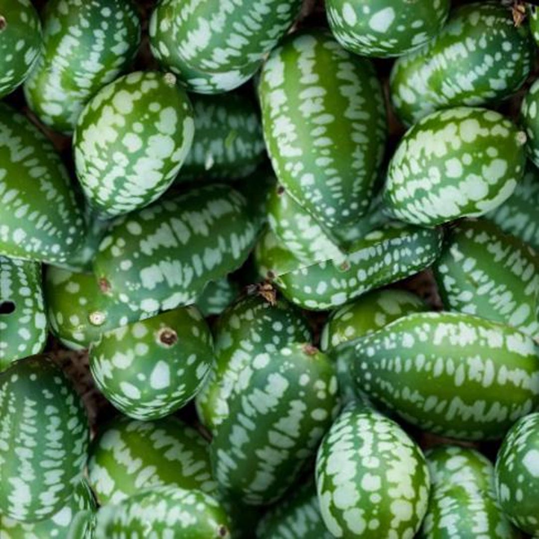 Gerkin Cucamelon- Mexican Sour Gherkin - 30 Seeds - Etsy