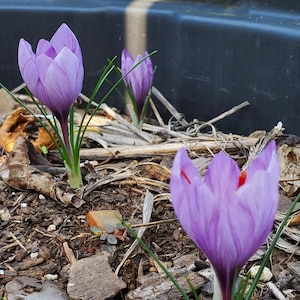 Saffron Crocus - 10 bulbs - Crocus sativus