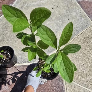 Bitter Leaf Tree- 12-16&quot; tall in 5 &quot; pot