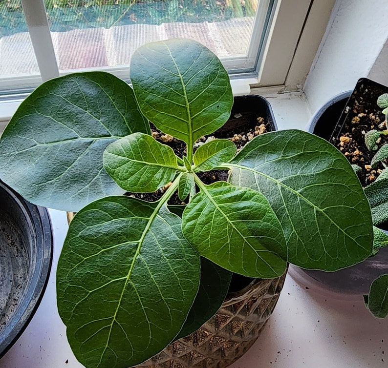 Beautiful Ashwagandha seedling. It is ready for outdoor planting now.