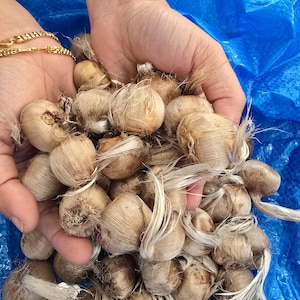 Saffron Crocus - 50 bulbs - Crocus sativus