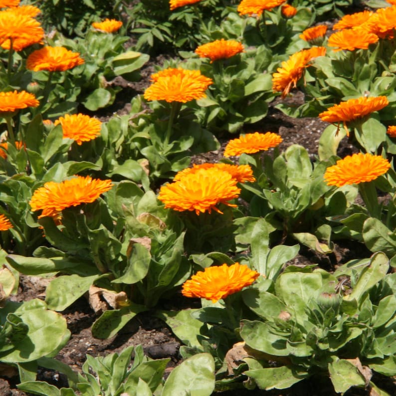 Caledula Color Calendula Pacific Beauty Mix - 100 Seeds - Etsy
