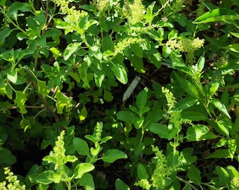 Tulsi / Holy Basil/ Ocimum tenuiflorum-100 seeds
