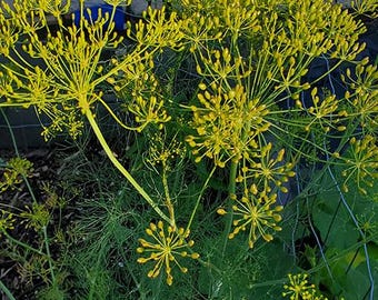 Organic Bouquet Dill - 100 Seeds