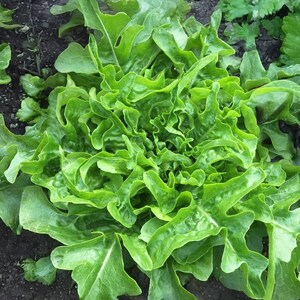 Lettuce Leaf- Sandy AAS - 200 seeds