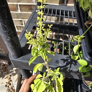 May include: A vibrant green basil plant featuring a tall, central flowering stalk with small, light yellow blossoms. The plant has numerous oval-shaped leaves arranged along a sturdy stem, showing signs of maturity with its vertical bloom.