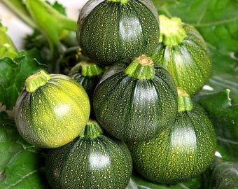 May include: A close-up image of several round, dark green zucchini squash with textured skin. The squash are piled together on top of large green leaves. The squash have a small, light green stem.