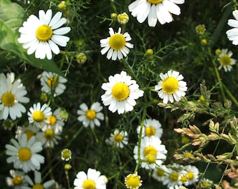 German Chamomile - 500 Seeds