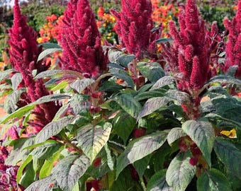 Amaranth Seeds - Amaranthus gangeticus - 100 seeds