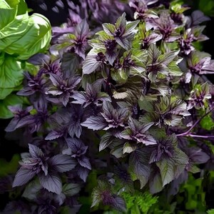Corsican Basil Seeds- 100