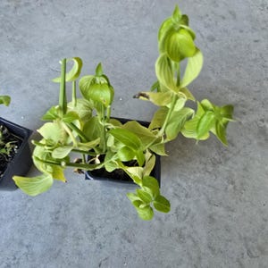 May include: A live plant with bright lime-green, pointed leaves growing in a square black plastic nursery pot. The plant features multiple stems extending upward with foliage arranged in clusters, showing some yellowing and a small dark brown spot.