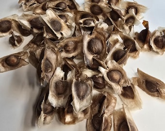 Moringa Seeds - Drumstick Tree - 10 seeds