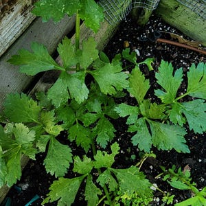 Cilantro Slow Bolting 100 SEEDS