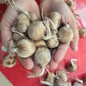 Saffron Crocus - 25 bulbs - Crocus sativus