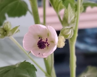 100 SEEDS of Marshmallow Seeds - Althaea officinalis