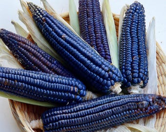 May include: A collection of deep purple corn cobs with light green husks arranged inside a woven wicker basket. The kernels are dark blue and tightly packed on each cob, showing a natural texture and color variation across the harvest.