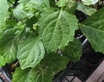 Patchouli Plant- Pogostemon cablin live plant