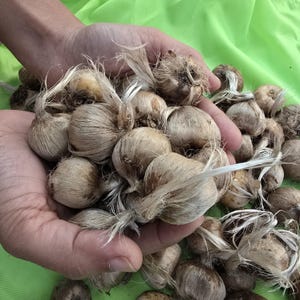 Saffron Crocus - 10 bulbs - Crocus sativus