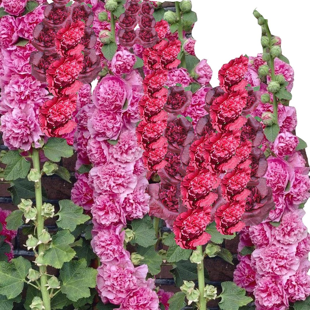 Hollyhock Seeds - Powderpuffs Double Mix main image 1