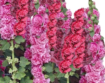 Hollyhock ‘Powderpuff Double Mix’ Seeds (Alcea rosea) - 30 seeds
