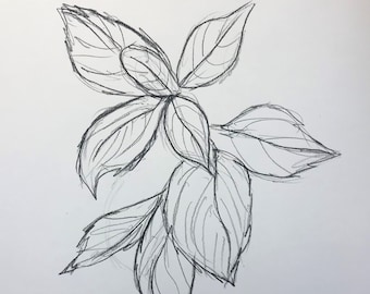 Plant II, Original Charcoal Drawing