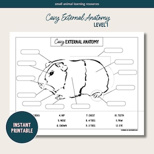May include: A black and white printable worksheet with a line drawing of a guinea pig. The worksheet is labeled "Cavy External Anatomy" and includes labels for the guinea pig's body parts, such as the nose, eyes, teeth, and toes.