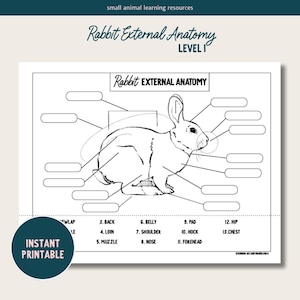 May include: A black and white line drawing of a rabbit with labels for different parts of its body, such as back, belly, pad, hip, and chest. The image is titled "Rabbit External Anatomy Level I".