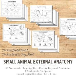 PRINTABLE All Small Animal External Anatomy Bundle Chicken/Broiler Level 1, Chicken Level 2, Cavy, Rabbit