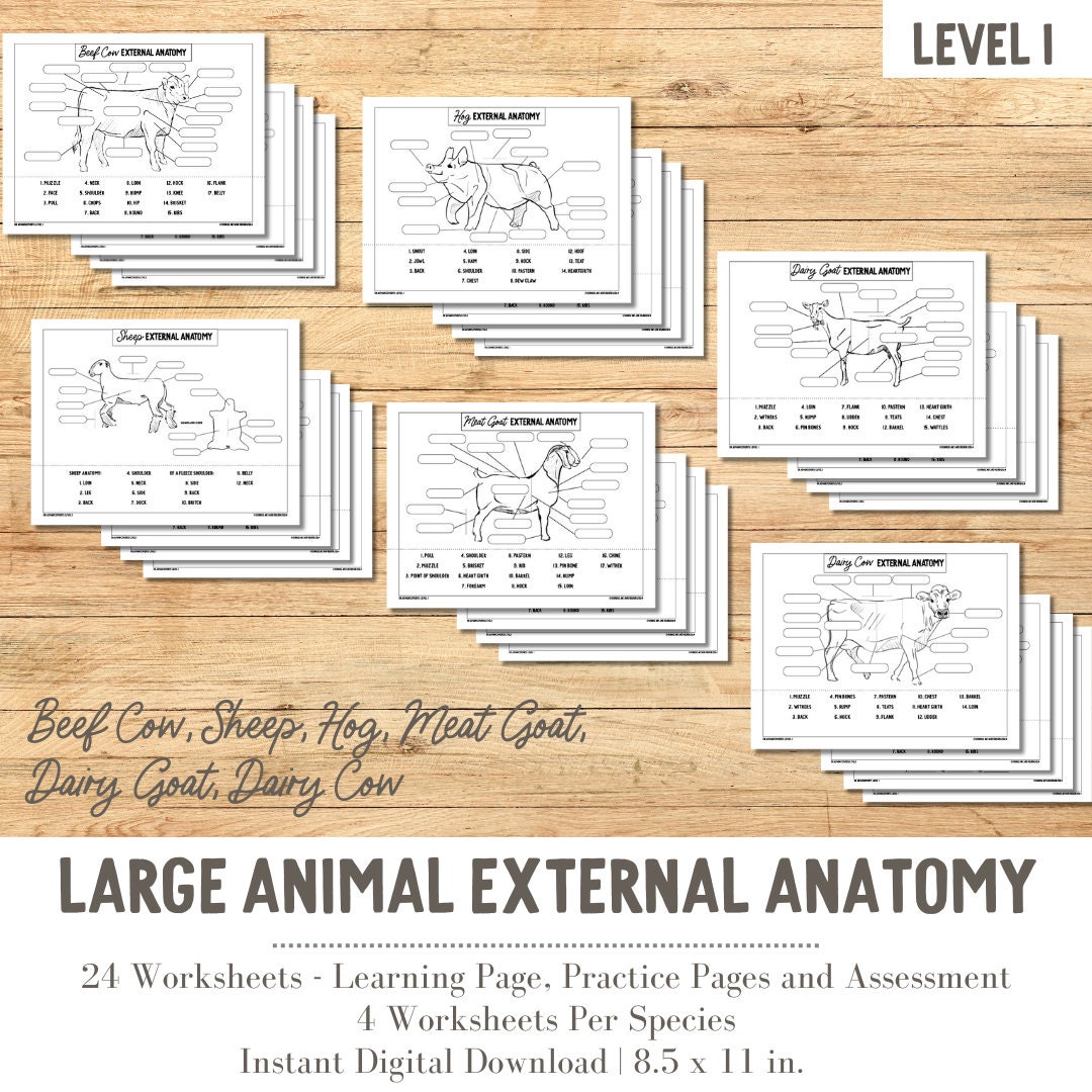 PRINTABLE All Large Animal External Anatomy Bundle Hog, Beef Cow, Sheep