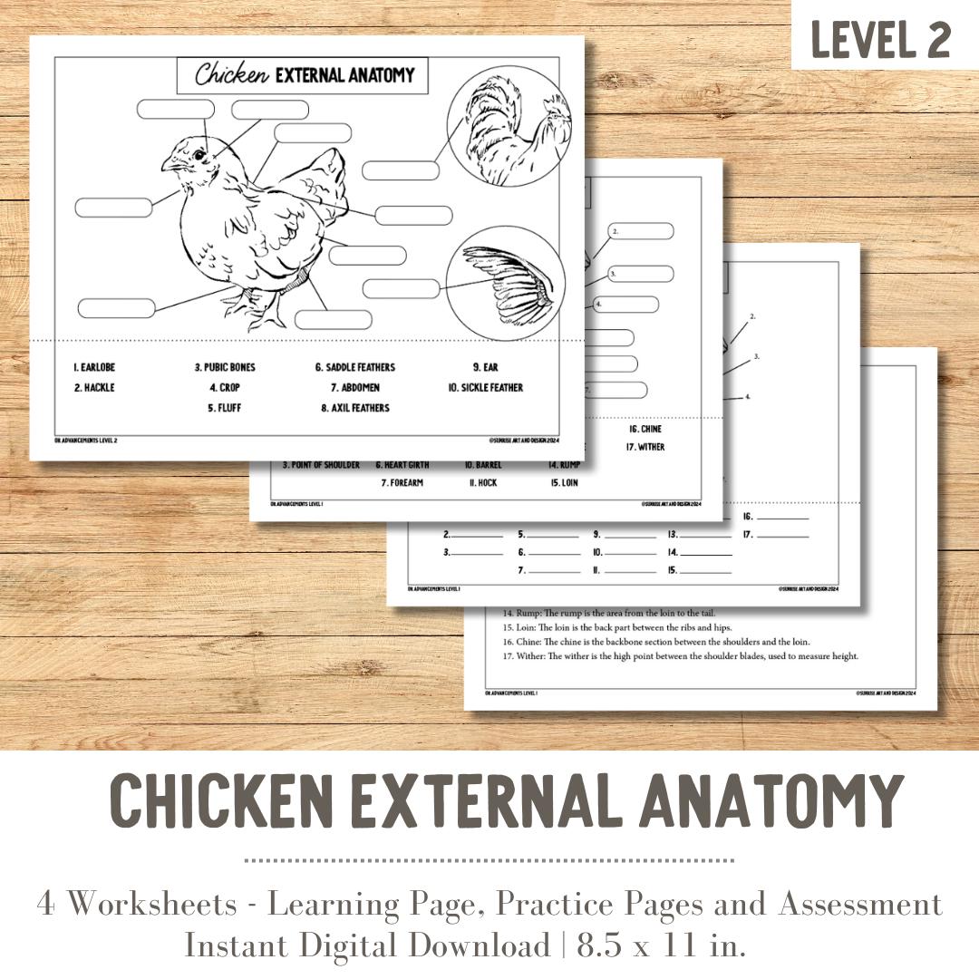 PRINTABLE Chicken External Anatomy - Level 2 - Etsy