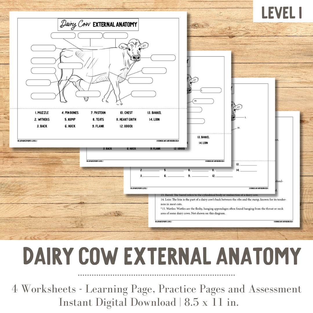 PRINTABLE Dairy Cow External Anatomy Level 1 Etsy