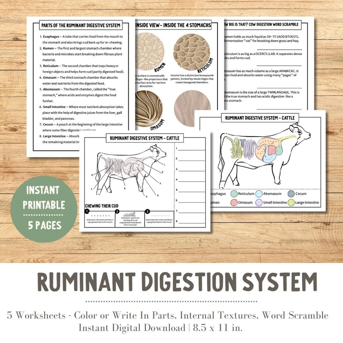 PRINTABLE Ruminant Digestive System Worksheet Printable for Kids 4H ...