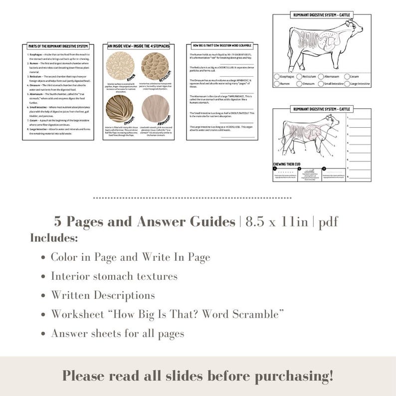 Practical Questions On Ruminants PRINTABLE Ruminant Digestive System Worksheet Printable for Kids 4H ...