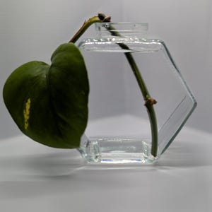 Pothos Cutting in Hexagon Vase: Beginner-Friendly Houseplant