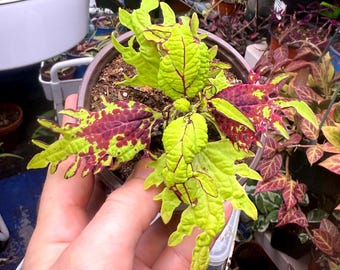 Coleus ‘Gold Anemone' (Solenostemon scutellarioides) In A 4” Pot