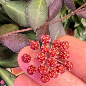 May include: Close-up of a cluster of small, red flowers with yellow centers. The flowers are held in a hand, with green and purple leaves in the background. The plant appears to be a Hoya variety, known for its unique blooms.
