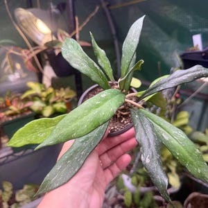 Hoya Pubicalyx Splash, dark purple flowers, in a 2.5” or 4” pot, exact, choose your plant