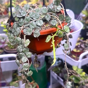 May include: A hanging potted plant with trailing vines and small, round, green leaves speckled with white. The plant is in a square, orange-red pot suspended by black wires. Other plants are visible in the background.