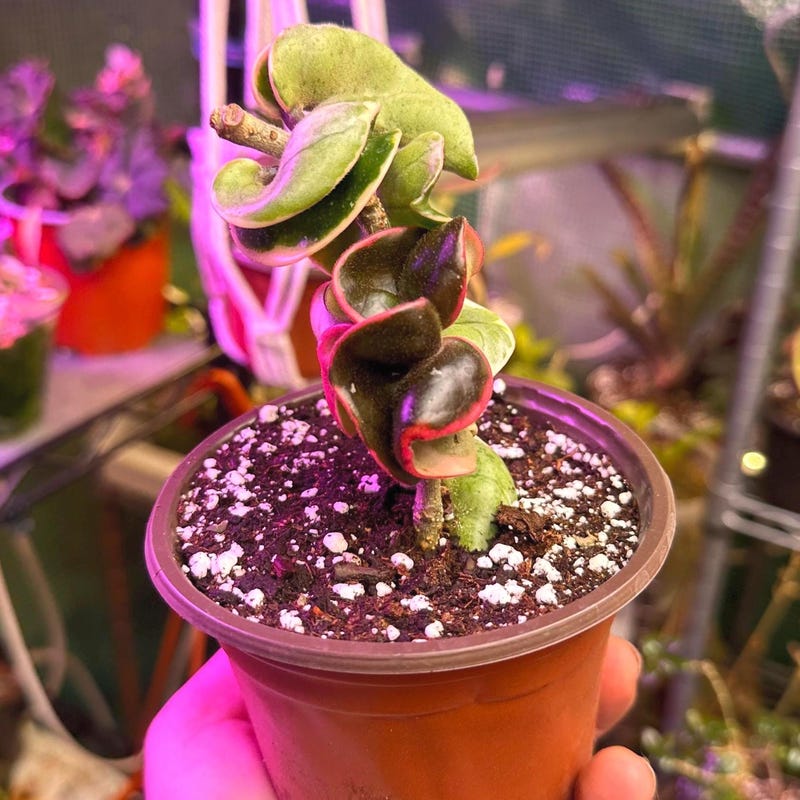 Variegated Hindu Rope Hoya - Etsy